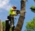 A-1 Tree Services | Chicago, IL