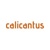 Calicantus