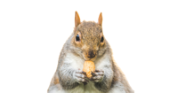 Chunky Squirrel