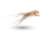 DigitalCheetah SEO Agency