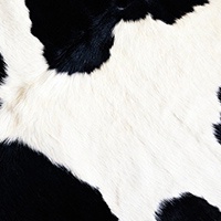Fat Cow Media