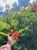 Florist Web Design