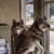 Grey Wolf Accounting & Tax Service, Inc.