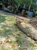 K Thanthoni Tree Cutting Service