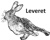 Leveret Systems Ltd