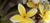 Management Consultants of Hawaii, Inc.