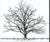 Mesquite Tax