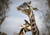 MoltenGiraffe