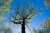 tree pruning near me parramatta