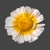 Wunderbloom